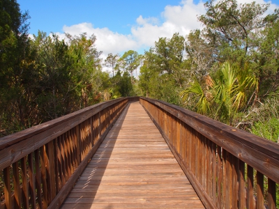 [Wooden boardwalk with railing through the dense foilage lining either side of it. Blue sky and puffy white clouds are seen in the distance.]